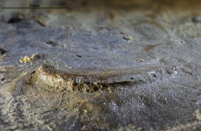 https://files.geocollections.info/large/8c/94/8c94cda9-2d48-4d27-a295-e4fc23601419.jpg
