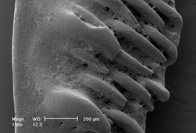 https://files.geocollections.info/large/8c/9a/8c9a0712-4d74-4136-abd7-3713315caf71.jpg
