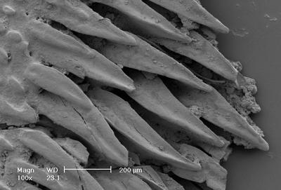 https://files.geocollections.info/large/8c/b3/8cb3ebf8-4662-4733-a153-134cfe5768c2.jpg