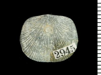 https://files.geocollections.info/large/8c/c3/8cc36c27-1fba-467e-b684-602cf3ef01a7.jpg