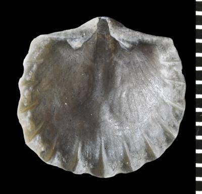 https://files.geocollections.info/large/8c/c4/8cc4c461-9629-46ca-8fea-ca9821a41d03.jpg