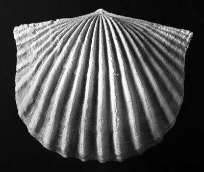 https://files.geocollections.info/large/8d/2e/8d2e37b7-a4f0-4458-861e-da027bb63096.jpg