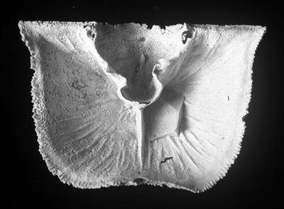 https://files.geocollections.info/large/8d/31/8d31073d-758c-4cdd-8930-251f3383e0d9.jpg