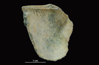 https://files.geocollections.info/large/8d/32/8d320779-64f2-4b29-b356-76161ed29f54.jpg