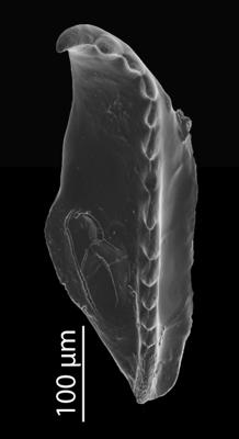 <i>Oenonites sp. 1</i><br />Blankenheimerdorf section, Eifel region,  m, Eifelian