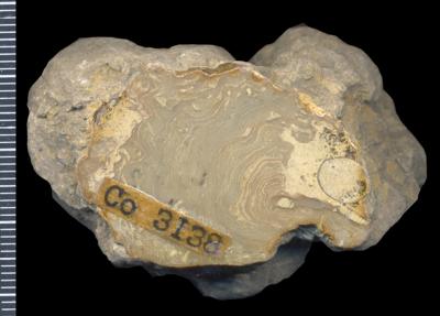 https://files.geocollections.info/large/8d/55/8d55fba0-bfca-4d65-adb1-598cf209c058.jpg