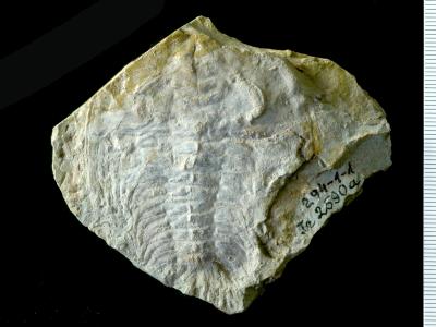 https://files.geocollections.info/large/8d/69/8d691915-7842-495e-9473-361f7365e06b.jpg