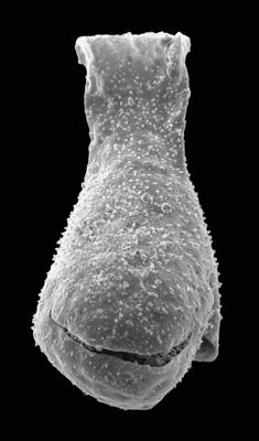<i><i>Angochitina paucispinosa</i></i><br />Pavilosta 51 borehole, 620.20 m, Ludfordian (576-49)