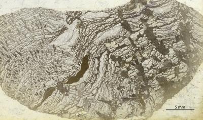 https://files.geocollections.info/large/8d/d0/8dd09686-77a5-4200-b026-eda867801992.jpg