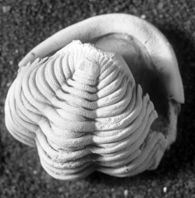 https://files.geocollections.info/large/8d/eb/8deb0c0f-b6b4-4d56-91fd-c0eb24c0977a.jpg