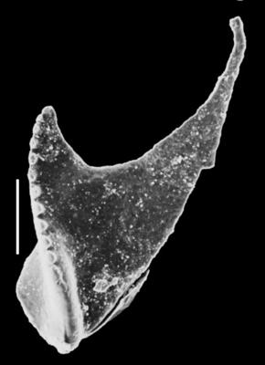 <i>Symmetroprion sp. A Hints, 2000</i><br />Valga 10 borehole, 313.45 m, Porkuni Stage