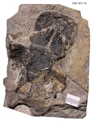 https://files.geocollections.info/large/8e/0e/8e0eb696-dafe-4858-92f1-aa962afaa41c.jpg