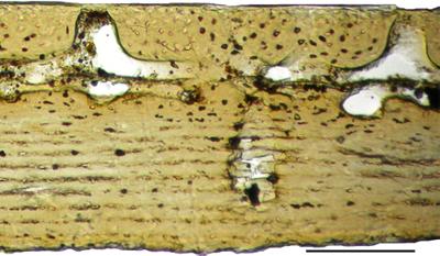 https://files.geocollections.info/large/8e/75/8e756987-7fb0-4efc-be0c-cb4a5b659686.jpg
