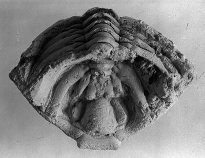 https://files.geocollections.info/large/8e/7c/8e7c3c79-3b8f-4d69-9bf8-c946b36436fc.jpg
