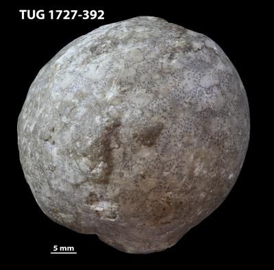 https://files.geocollections.info/large/8e/84/8e84d409-cf64-45be-b8bc-a6267332fe25.jpg