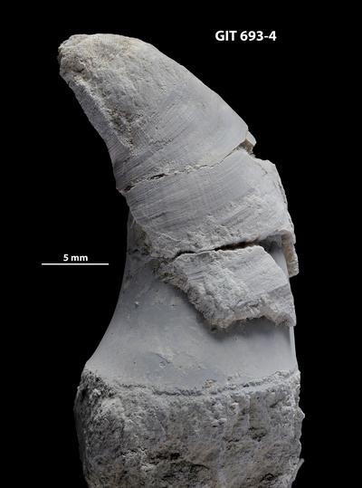 https://files.geocollections.info/large/8e/ab/8eab4ff2-a9d5-4562-ac65-8d8a6c1d8192.jpg