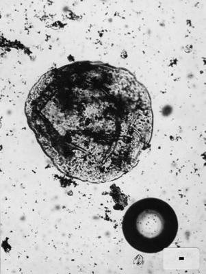 https://files.geocollections.info/large/8e/ae/8eaea317-b136-41fd-b48b-1525fda72b04.jpg