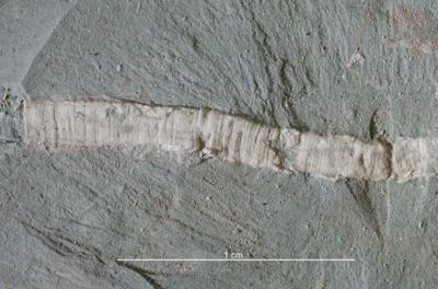 https://files.geocollections.info/large/8e/cc/8ecc3fa6-a3e9-4ce6-bf8b-927edce53b92.jpg
