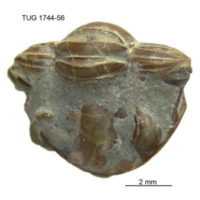 https://files.geocollections.info/large/8e/d0/8ed04f2b-118f-48c9-ace2-9fd493322a74.jpg