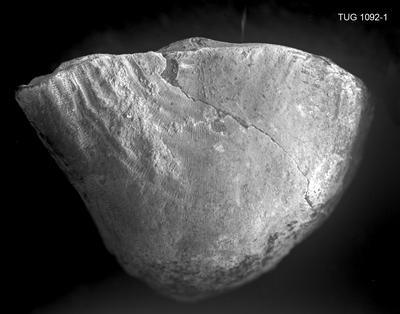 https://files.geocollections.info/large/8e/fc/8efc84a0-14d3-4fdf-92f8-d18e937f0fe4.jpg