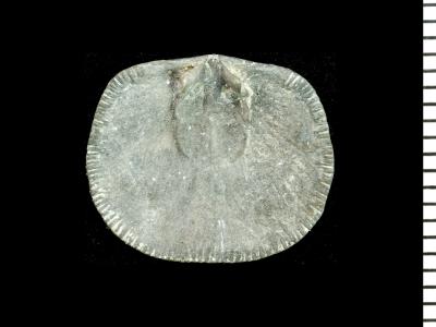 https://files.geocollections.info/large/8f/44/8f44782b-9175-49b9-a0ab-98f58837c597.jpg