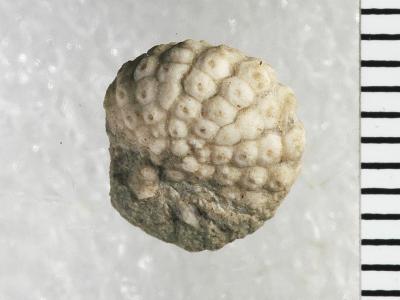 https://files.geocollections.info/large/8f/56/8f5686a7-ce56-4590-863a-1f88975a473b.jpg