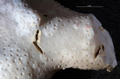 <i>Rogerella</i><br />Moe,  m, 