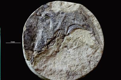 https://files.geocollections.info/large/8f/5b/8f5b3f53-e4f6-481b-89ce-2c6c342b4014.jpg