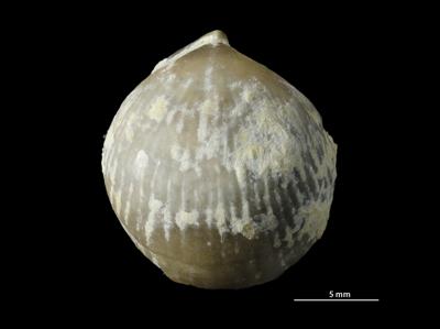 https://files.geocollections.info/large/8f/86/8f86f925-6ecc-464a-be77-33e0dbe32aa2.jpg