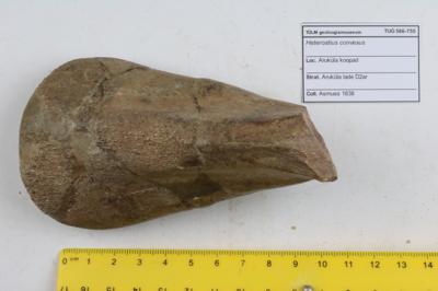 https://files.geocollections.info/large/8f/90/8f909c13-f388-4fc2-8054-2f482ec407e3.JPG