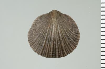 https://files.geocollections.info/large/8f/a2/8fa25d2c-6744-482f-92c5-20032cb01a42.jpg