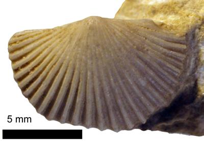 https://files.geocollections.info/large/8f/a3/8fa39a3b-f32a-4c84-9075-32fe50b8252a.jpg