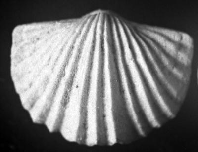 https://files.geocollections.info/large/8f/b1/8fb1a83a-053a-49a4-804e-4e6ce686d5b7.jpg