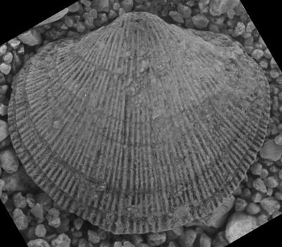 https://files.geocollections.info/large/8f/c9/8fc93bd5-1163-40ba-90da-11ee306b2078.jpg
