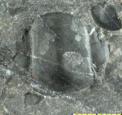 https://files.geocollections.info/large/8f/f6/8ff6e398-7333-44bc-a86e-1b56f382c12d.jpg