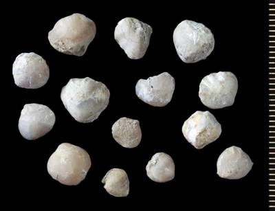 https://files.geocollections.info/large/90/14/9014889e-2b22-43cd-9ebb-3ed201270787.jpg