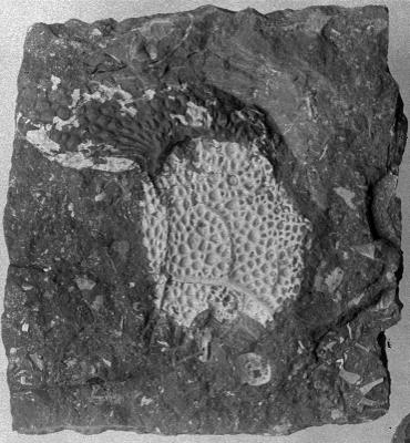 https://files.geocollections.info/large/90/27/90278a3d-a673-400f-bd36-162e30e30126.jpg