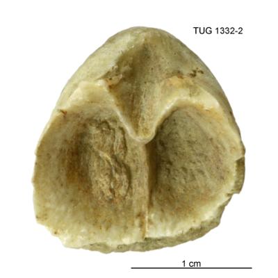 https://files.geocollections.info/large/90/2b/902bc91b-3c90-4202-a12c-0d7ba971b68b.jpg