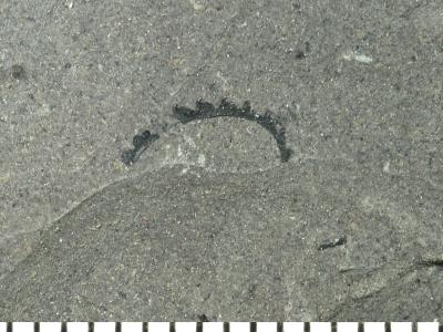 https://files.geocollections.info/large/90/39/9039f92f-040b-420d-827b-9c0308b001a2.jpg