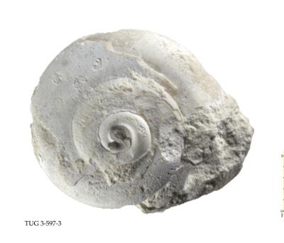 https://files.geocollections.info/large/90/40/904091a3-595d-4fc3-a588-ad1b0785d707.jpg