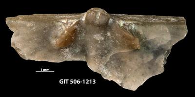 https://files.geocollections.info/large/90/5e/905e6160-85ec-4837-81c5-f98c4a3650ca.jpg