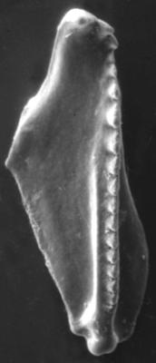 <i>Polychaetaspis tuberculatus Kielan-Jaworowska, 1966</i><br />Apraksin Bor 17 borehole, Leningrad Oblast, 105.50 m, Keila Stage