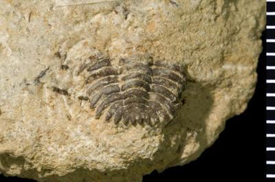 https://files.geocollections.info/large/90/6c/906c1782-4d42-46fa-8303-07fe51738da2.jpg