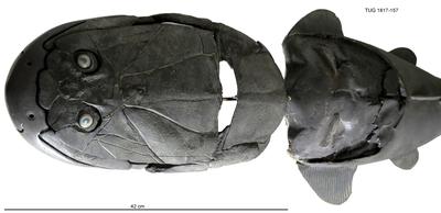 https://files.geocollections.info/large/90/95/90956436-45b0-4729-89f3-1a4b1cf2580c.jpg