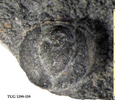 https://files.geocollections.info/large/90/ba/90ba9782-ceb5-4909-a751-c1290792a11c.jpg