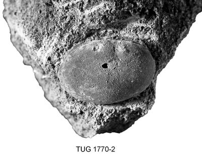 https://files.geocollections.info/large/90/c7/90c7c304-f290-4380-bdda-7563d04708db.jpg