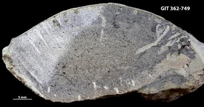 <i></i><br />Ohesaare cliff,  m, Ohesaare Stage