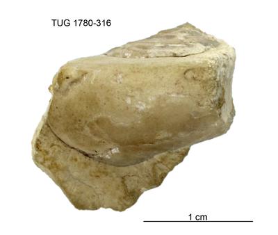https://files.geocollections.info/large/90/d3/90d391f3-a23a-4e12-b11e-8a9a76b89e83.jpg