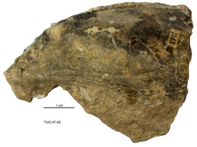 https://files.geocollections.info/large/90/f9/90f93bea-a9e8-44b5-8fbb-8b8da5e9c037.jpg