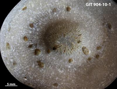 <i></i><br />Rööpli Cliff, Kõinastu,  m, Adavere Stage